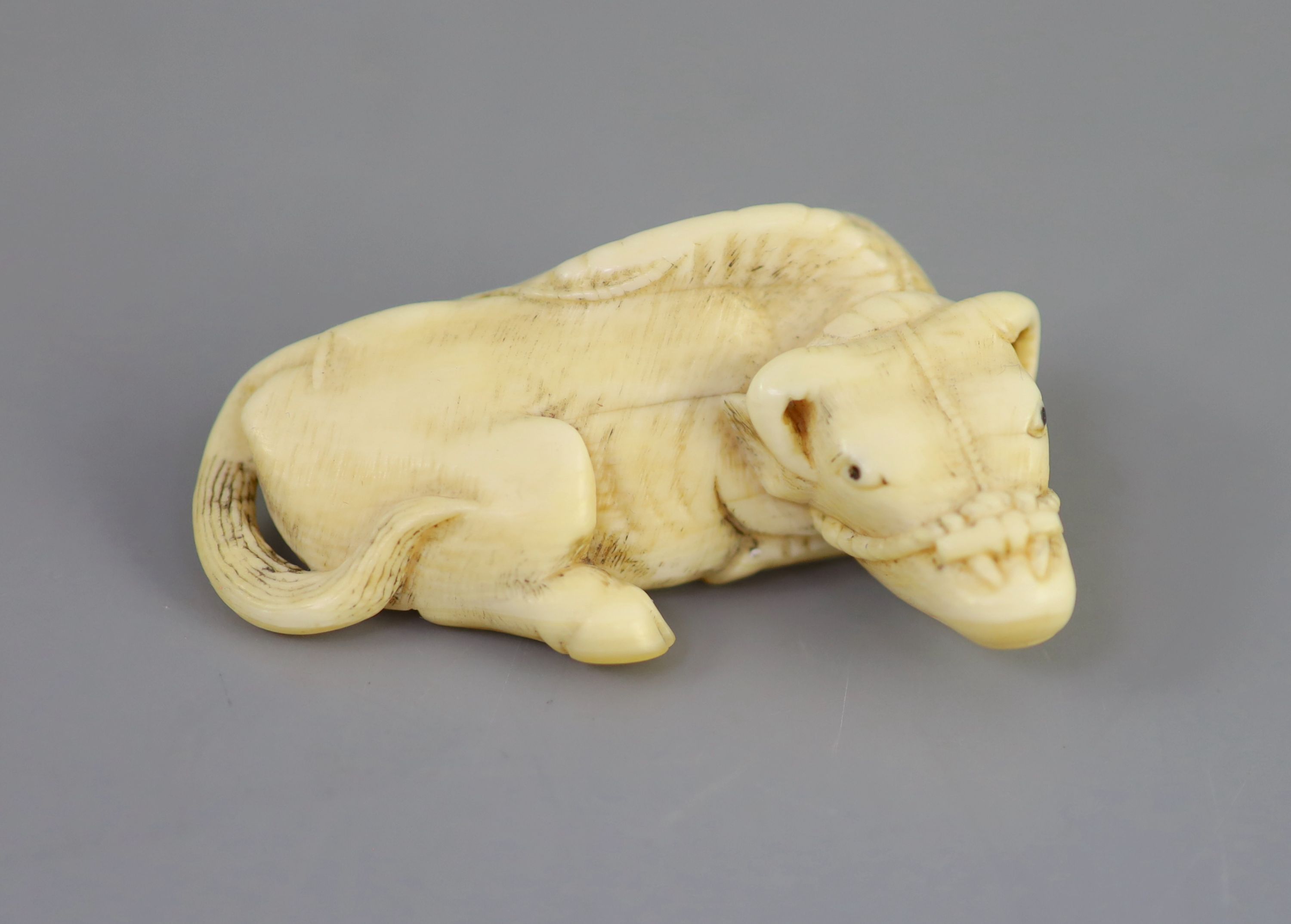 Manner of Tomotada (late 18th - early 19th century), a Japanese ivory netsuke of a recumbent ox, 5.4cm